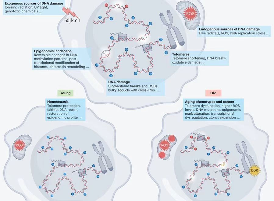 [长寿医学与衰老研究最新进展——国际短讯] 